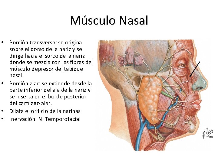 Músculo Nasal • Porción transversa: se origina sobre el dorso de la nariz y