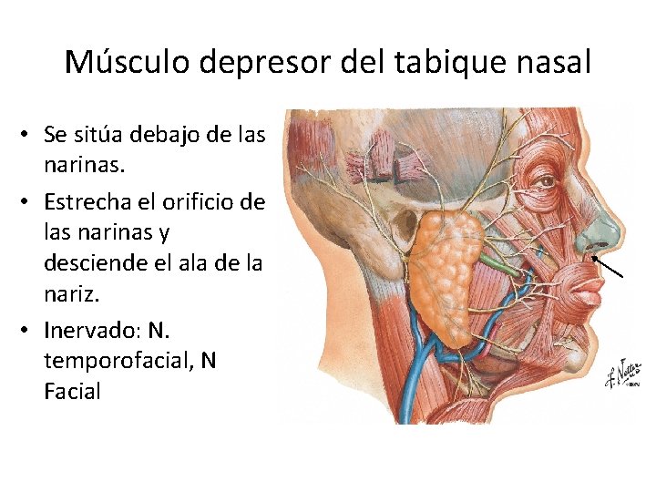 Músculo depresor del tabique nasal • Se sitúa debajo de las narinas. • Estrecha