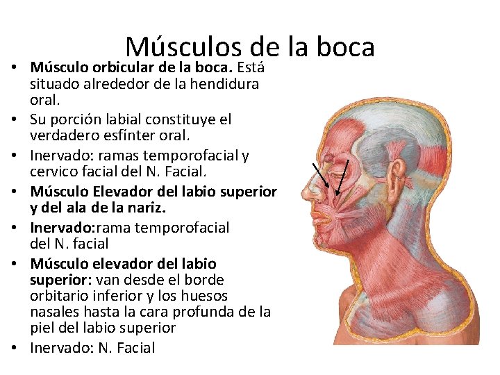 Músculos de la boca • Músculo orbicular de la boca. Está situado alrededor de