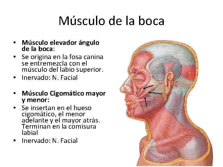 Músculo de la boca • Músculo elevador ángulo de la boca: • Se origina