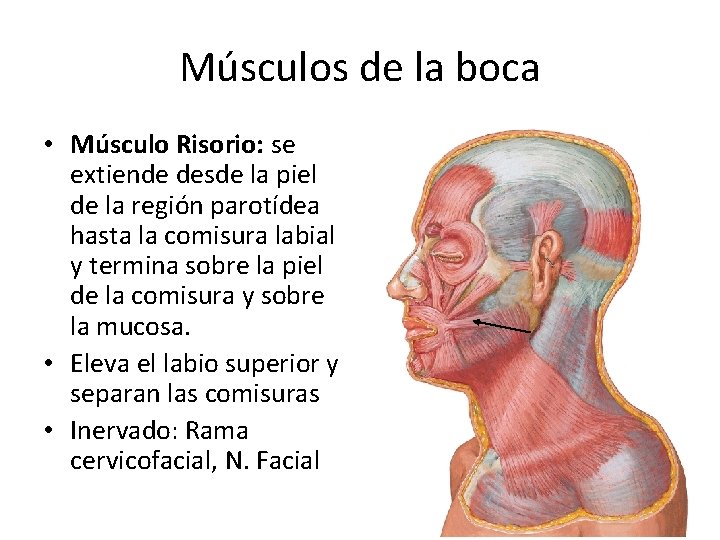 Músculos de la boca • Músculo Risorio: se extiende desde la piel de la