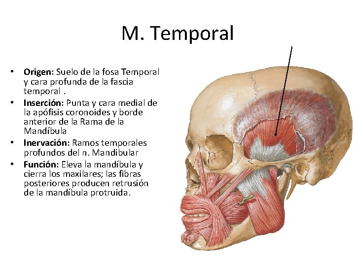 M. Temporal • Origen: Suelo de la fosa Temporal y cara profunda de la