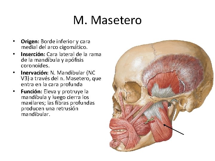 M. Masetero • Origen: Borde inferior y cara medial del arco cigomático. • Inserción: