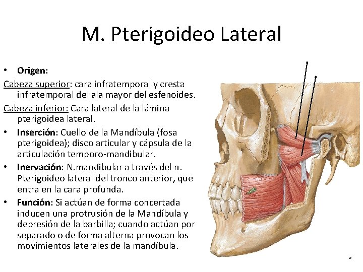 M. Pterigoideo Lateral • Origen: Cabeza superior: cara infratemporal y cresta infratemporal del ala