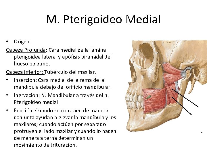 M. Pterigoideo Medial • Origen: Cabeza Profunda: Cara medial de la lámina pterigoidea lateral