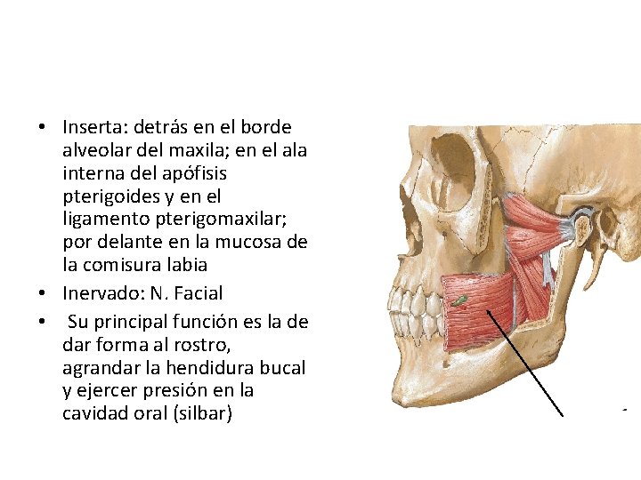  • Inserta: detrás en el borde alveolar del maxila; en el ala interna