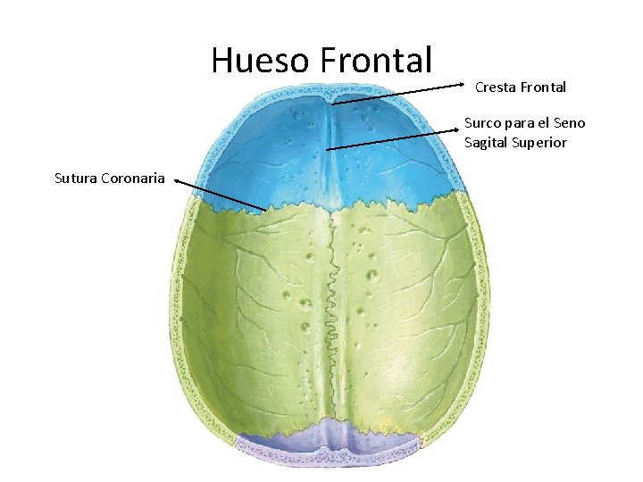 Hueso Frontal Cresta Frontal Surco para el Seno Sagital Superior Sutura Coronaria 