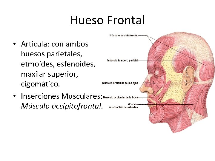 Hueso Frontal • Articula: con ambos huesos parietales, etmoides, esfenoides, maxilar superior, cigomático. •