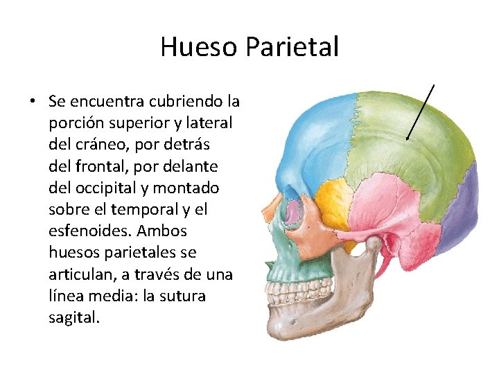 Hueso Parietal • Se encuentra cubriendo la porción superior y lateral del cráneo, por