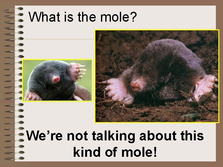 What is the mole? We’re not talking about this kind of mole! 