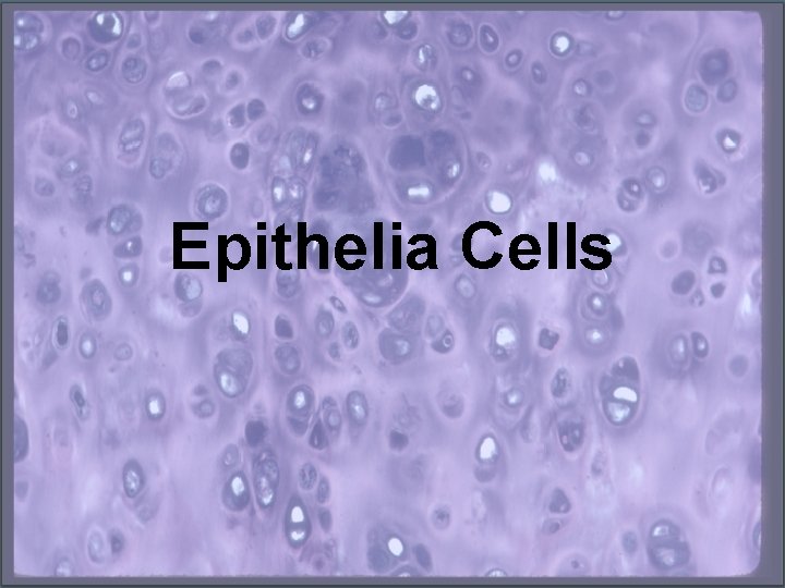 Epithelia Cells 