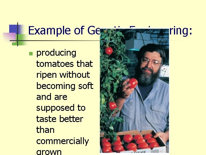 Example of Genetic Engineering: n producing tomatoes that ripen without becoming soft and are
