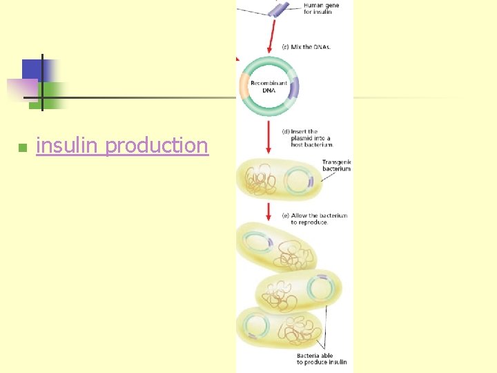 n insulin production 