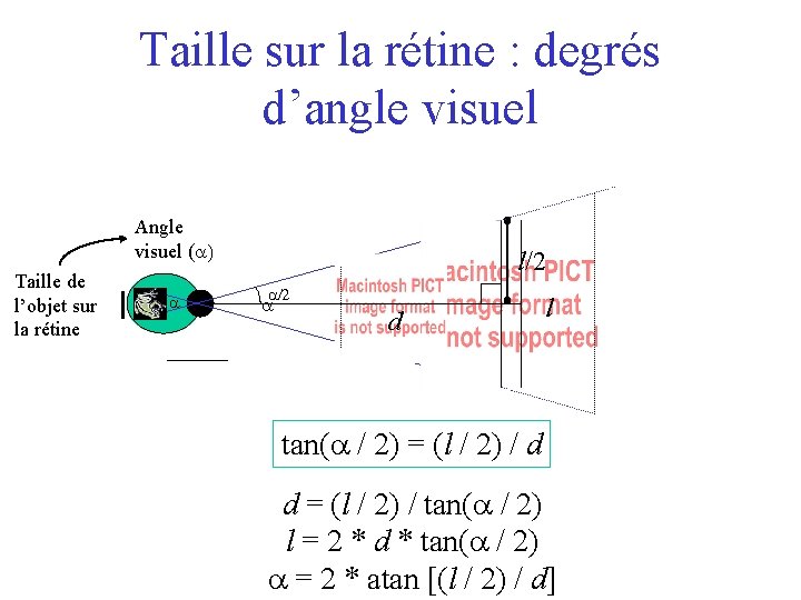 Taille sur la rétine : degrés d’angle visuel Angle visuel ( Taille de l’objet
