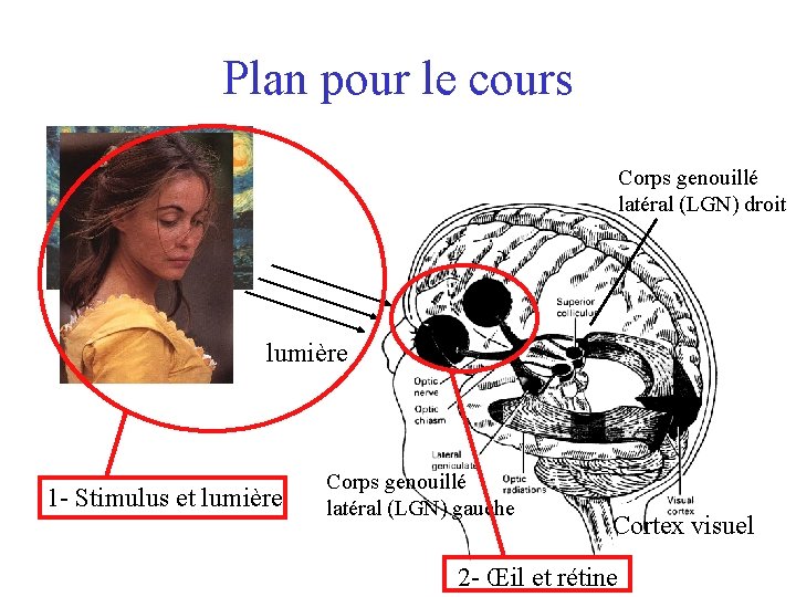 Plan pour le cours Corps genouillé latéral (LGN) droit lumière 1 - Stimulus et