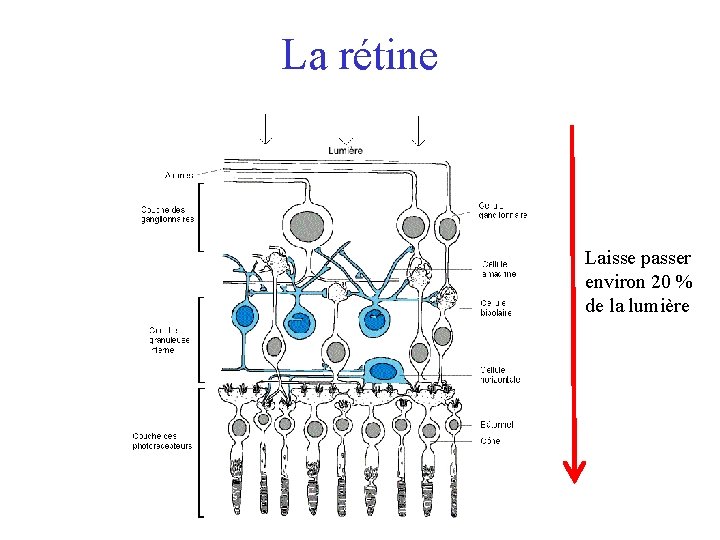 La rétine Laisse passer environ 20 % de la lumière 