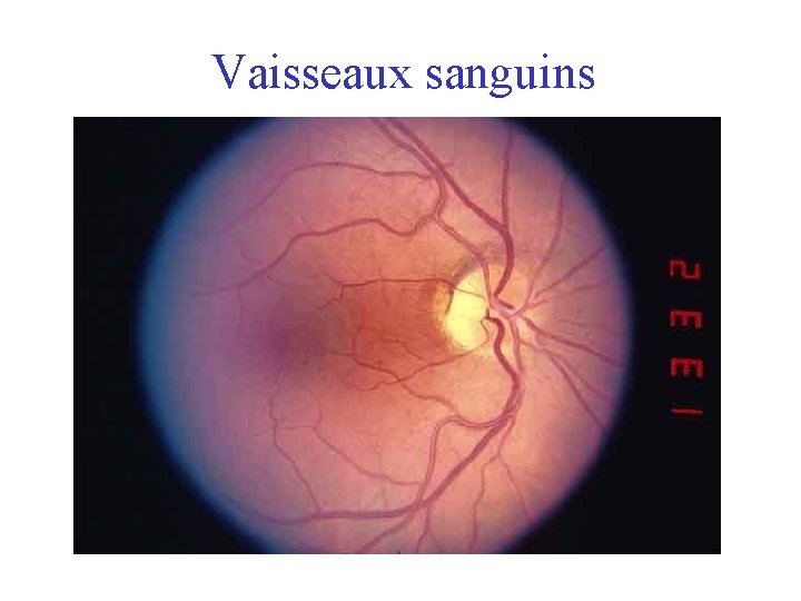 Vaisseaux sanguins 
