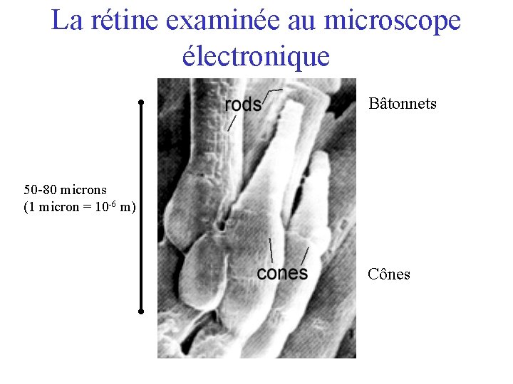 La rétine examinée au microscope électronique Bâtonnets 50 -80 microns (1 micron = 10