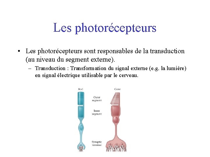 Les photorécepteurs • Les photorécepteurs sont responsables de la transduction (au niveau du segment