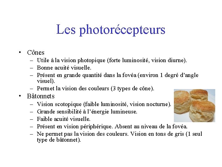 Les photorécepteurs • Cônes – Utile à la vision photopique (forte luminosité, vision diurne).