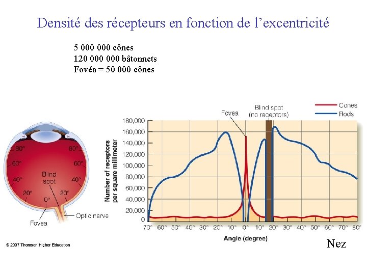 Densité des récepteurs en fonction de l’excentricité 5 000 cônes 120 000 bâtonnets Fovéa