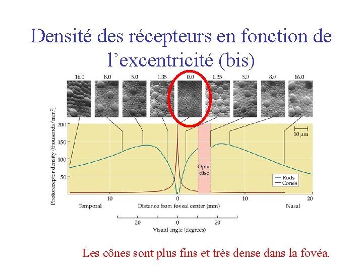 Densité des récepteurs en fonction de l’excentricité (bis) Les cônes sont plus fins et