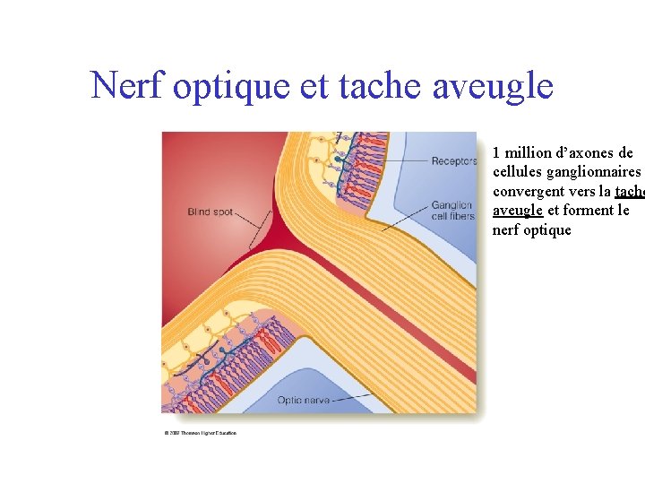 Nerf optique et tache aveugle 1 million d’axones de cellules ganglionnaires convergent vers la