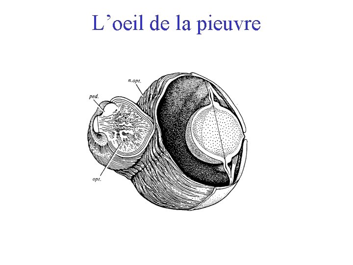 L’oeil de la pieuvre 