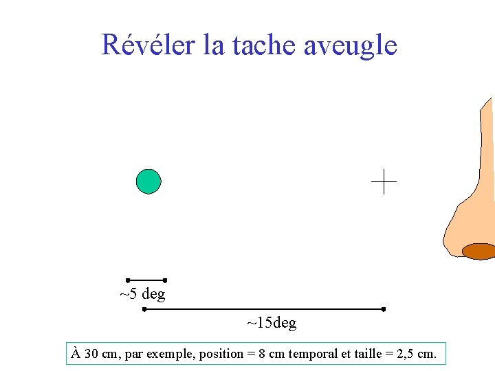 Révéler la tache aveugle ~5 deg ~15 deg À 30 cm, par exemple, position
