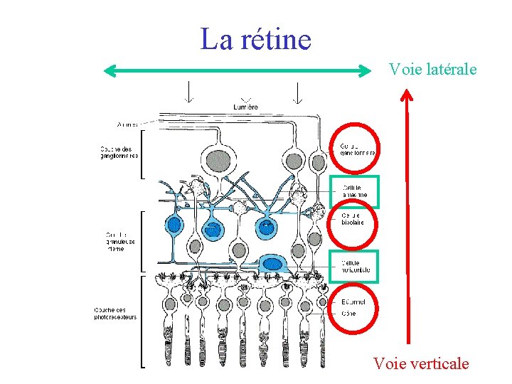 La rétine Voie latérale Voie verticale 