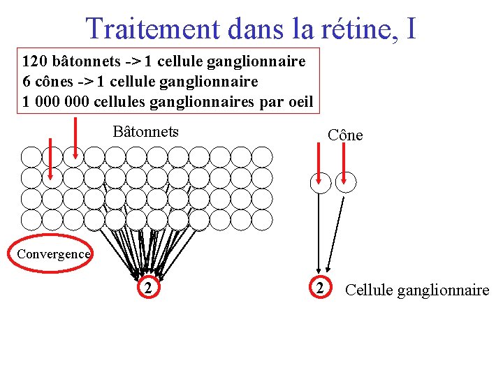 Traitement dans la rétine, I 120 bâtonnets -> 1 cellule ganglionnaire 6 cônes ->