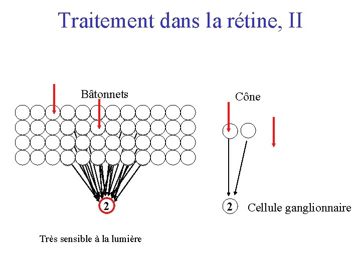 Traitement dans la rétine, II Bâtonnets 2 Très sensible à la lumière Cône 2