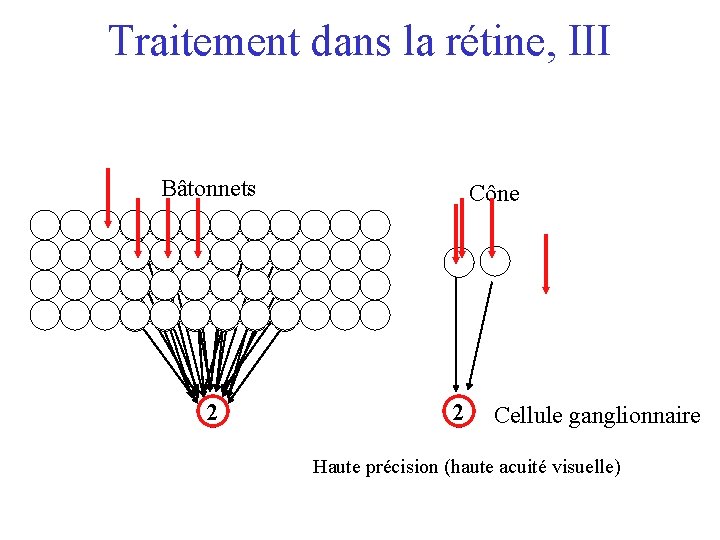 Traitement dans la rétine, III Bâtonnets 2 Cône 2 Cellule ganglionnaire Haute précision (haute