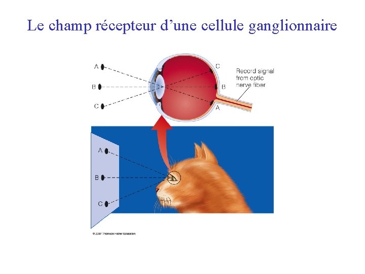 Le champ récepteur d’une cellule ganglionnaire 