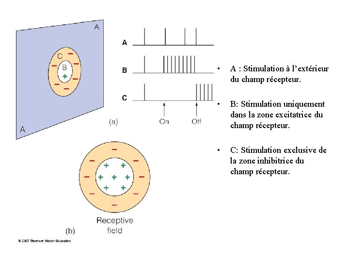  • A : Stimulation à l’extérieur du champ récepteur. • B: Stimulation uniquement