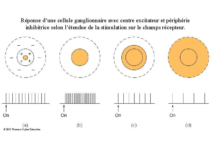 Réponse d’une cellule ganglionnaire avec centre excitateur et périphérie inhibitrice selon l’étendue de la
