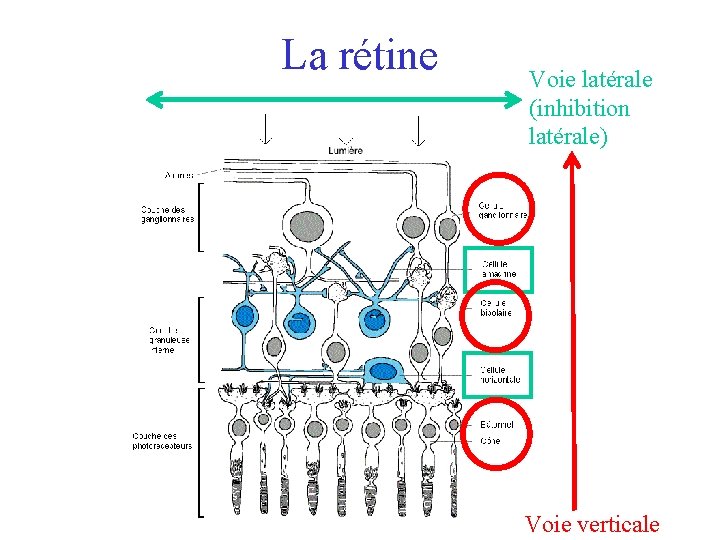 La rétine Voie latérale (inhibition latérale) Voie verticale 