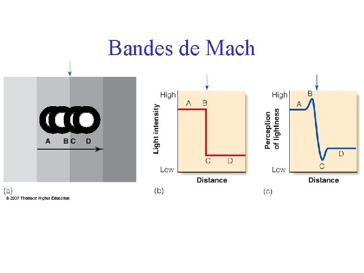 Bandes de Mach 