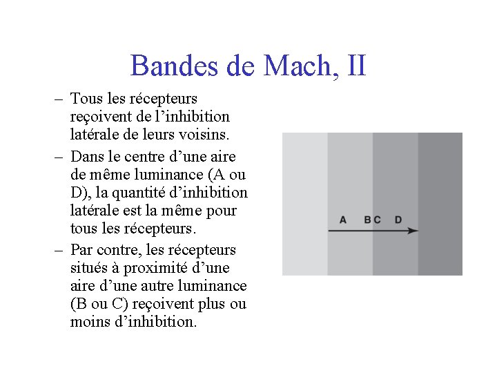 Bandes de Mach, II – Tous les récepteurs reçoivent de l’inhibition latérale de leurs