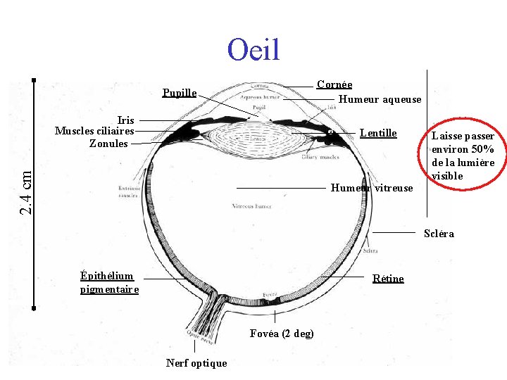 Oeil Cornée Humeur aqueuse Pupille Iris Muscles ciliaires Zonules 2. 4 cm Lentille Humeur