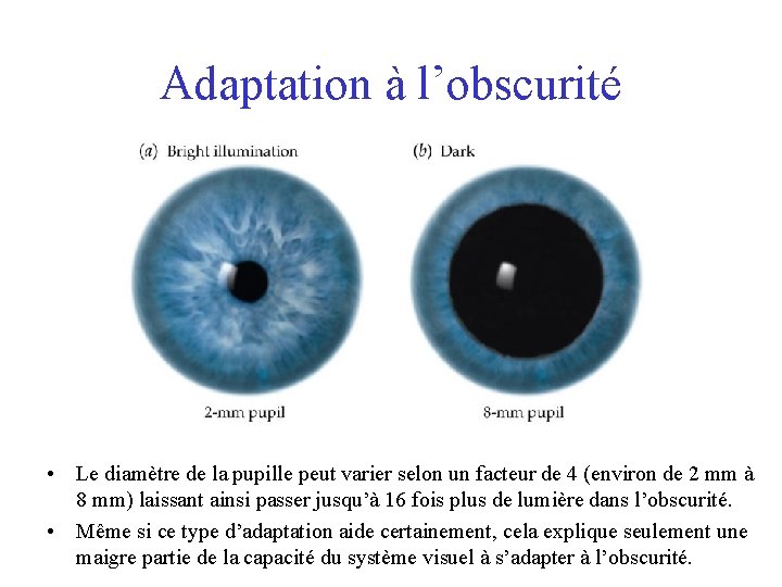 Adaptation à l’obscurité • Le diamètre de la pupille peut varier selon un facteur