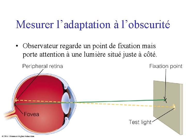 Mesurer l’adaptation à l’obscurité • Observateur regarde un point de fixation mais porte attention