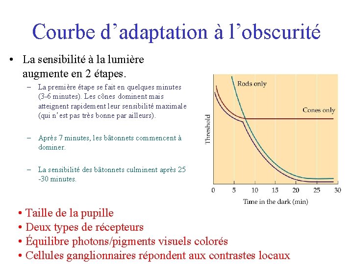 Courbe d’adaptation à l’obscurité • La sensibilité à la lumière augmente en 2 étapes.