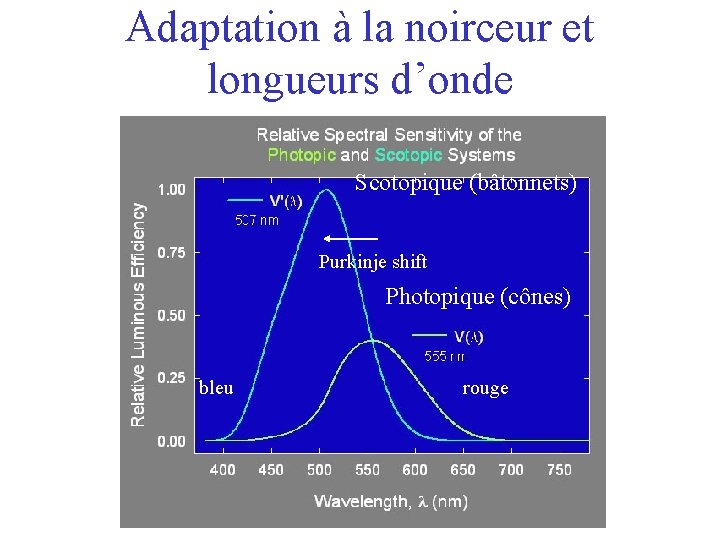 Adaptation à la noirceur et longueurs d’onde Scotopique (bâtonnets) Purkinje shift Photopique (cônes) bleu