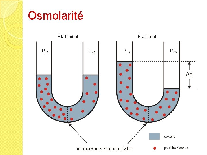Osmolarité 