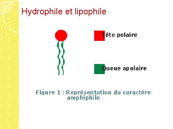 Hydrophile et lipophile 