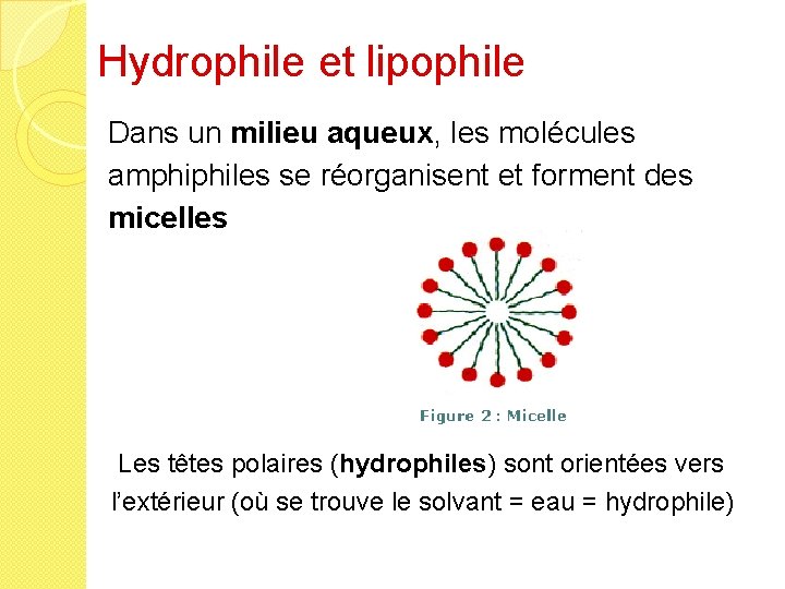 Hydrophile et lipophile Dans un milieu aqueux, les molécules amphiphiles se réorganisent et forment