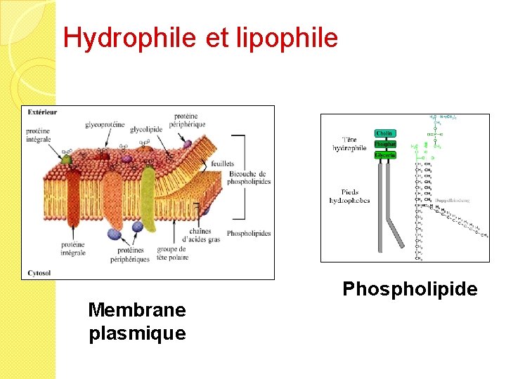Hydrophile et lipophile Membrane plasmique Phospholipide 