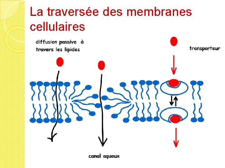 La traversée des membranes cellulaires 