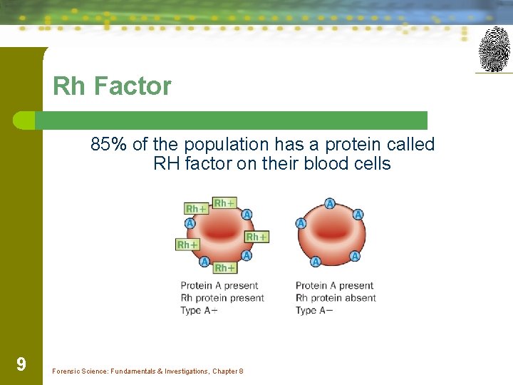 Rh Factor 85% of the population has a protein called RH factor on their
